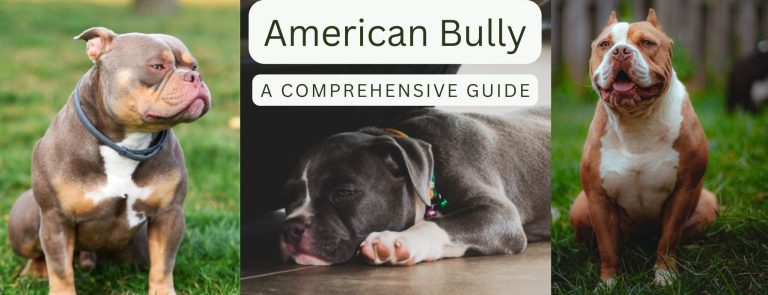 American Bully The Giant and Gentle Partners