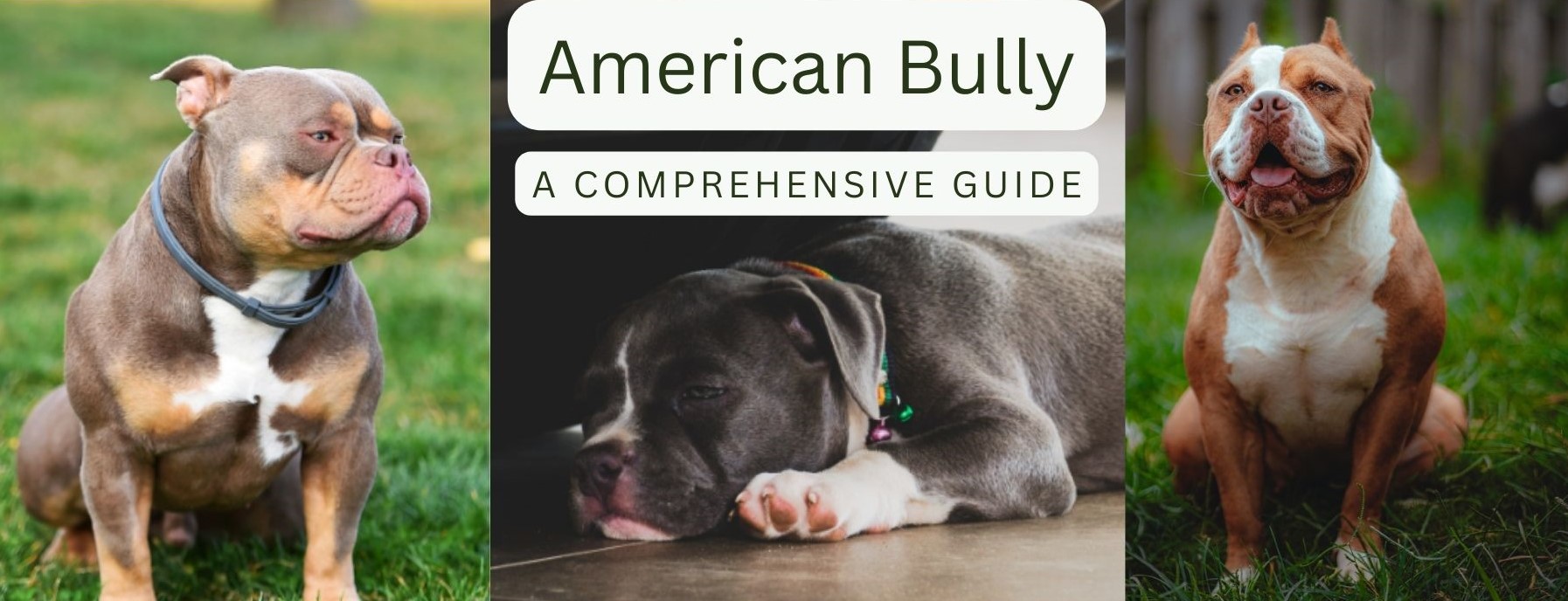 American Bully | A Comprehensive Guide